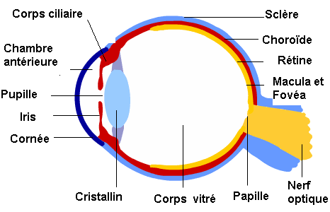 l'oeil